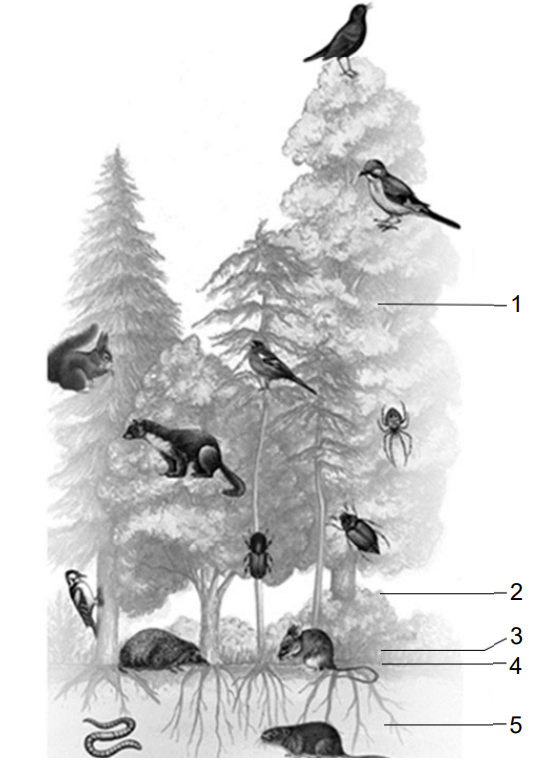 Abbildung: Schichten des Laubmischwaldes (schematisch) 